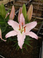 [4228 Sunny Bonaire No02.JPG]